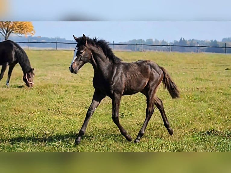 Trakehner Hengst Veulen (05/2026) Schimmel in Bad Schussenried
