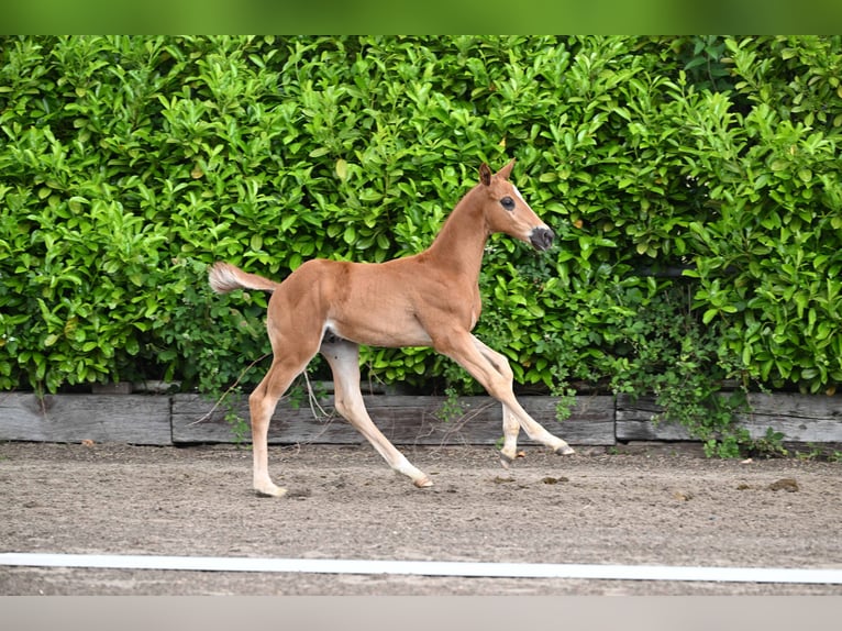 Trakehner Hengst Veulen (04/2026) Vos in Satrup