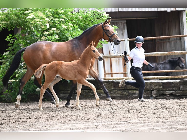 Trakehner Hengst Veulen (04/2026) Vos in Satrup