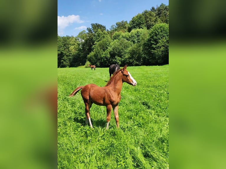 Trakehner Hengst veulen (05/2024) Vos in . Mainleus