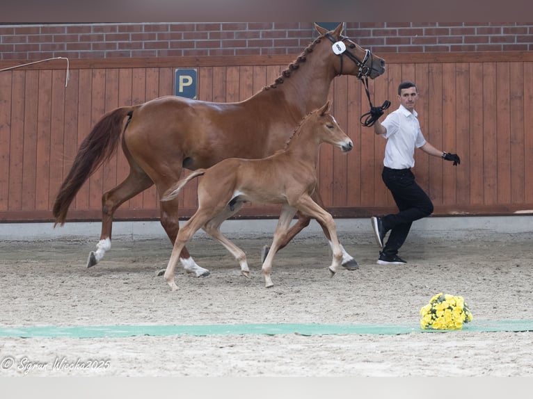 Trakehner Hengst  Vos in L&#xF6;ningen