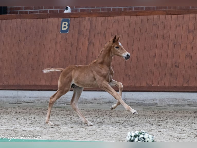 Trakehner Hengst  Vos in L&#xF6;ningen