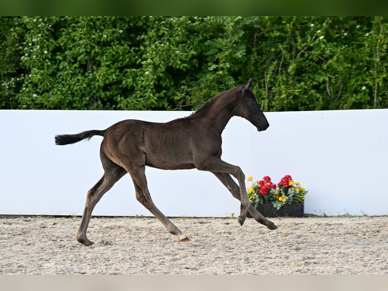 Trakehner Hengst Veulen (03/2026) Zwart in Bad Urach