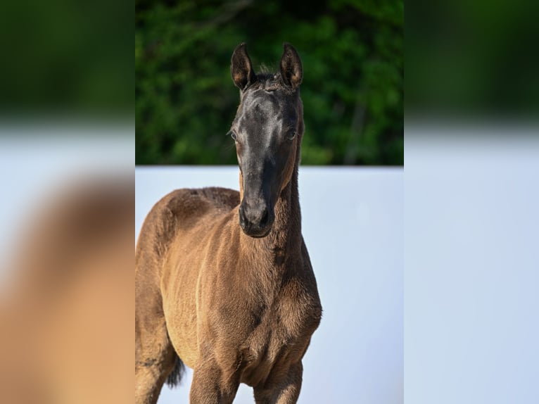 Trakehner Hengst Veulen (03/2026) Zwart in Bad Urach