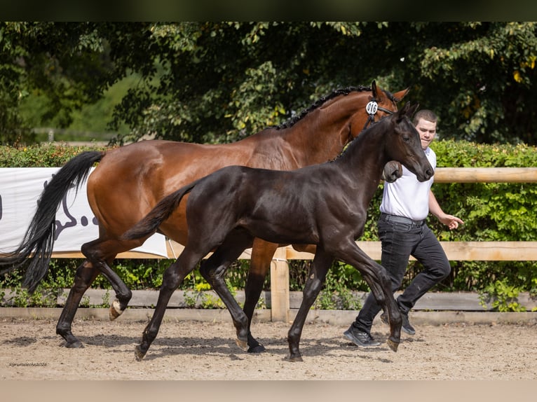 Trakehner Hengst Veulen (04/2026) Zwart in Radegast