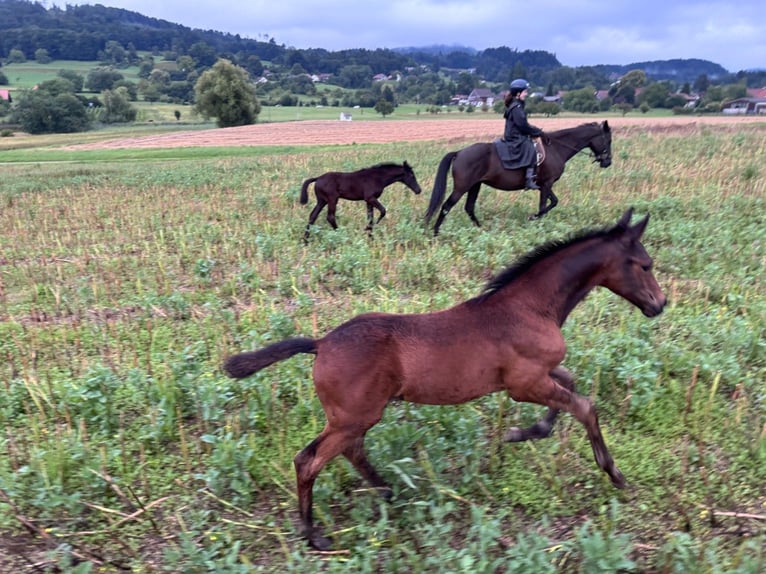 Trakehner Hengst Veulen (05/2025) Zwartbruin in Auslikon
