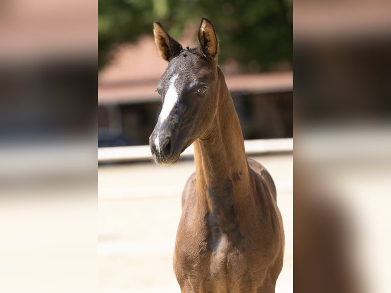 Trakehner Hengst Veulen (04/2025) Zwartbruin in Dorsten