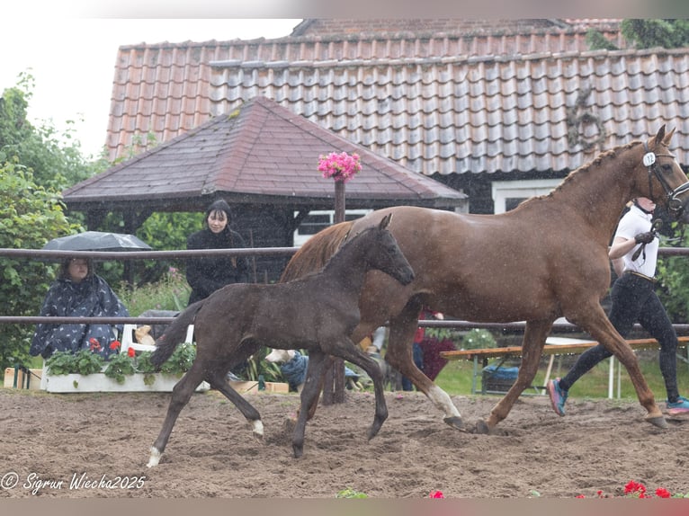 Trakehner Hengst Veulen (03/2025) Zwartbruin in Emmerthal