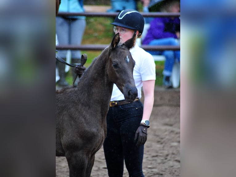 Trakehner Hengst Veulen (03/2025) Zwartbruin in Emmerthal