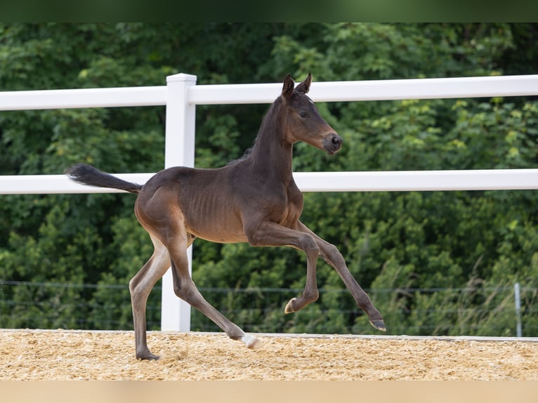 Trakehner Hengst veulen (05/2024) Zwartbruin in Wessobrunn