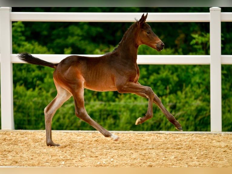 Trakehner Hengst veulen (05/2024) Zwartbruin in Wessobrunn