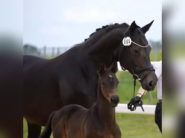 Trakehner Hengst veulen (05/2024) Zwartbruin in Wessobrunn