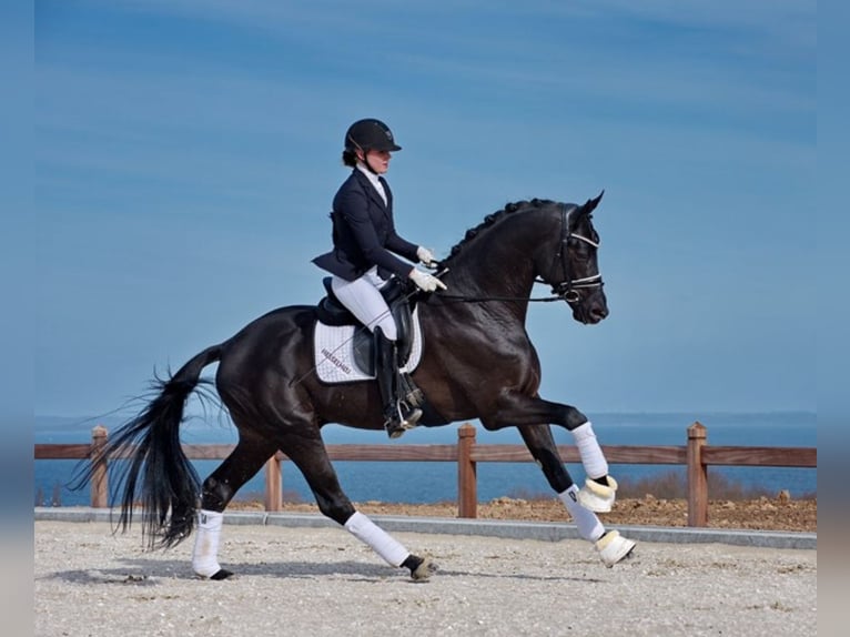 Trakehner Hengst veulen (05/2024) Zwartbruin in Wessobrunn