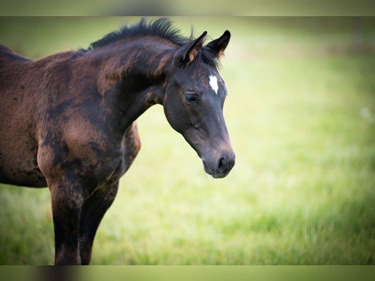 Trakehner Hengst Veulen (05/2025) Zwartbruin in Hohenstein &#xD6;denwaldstetten