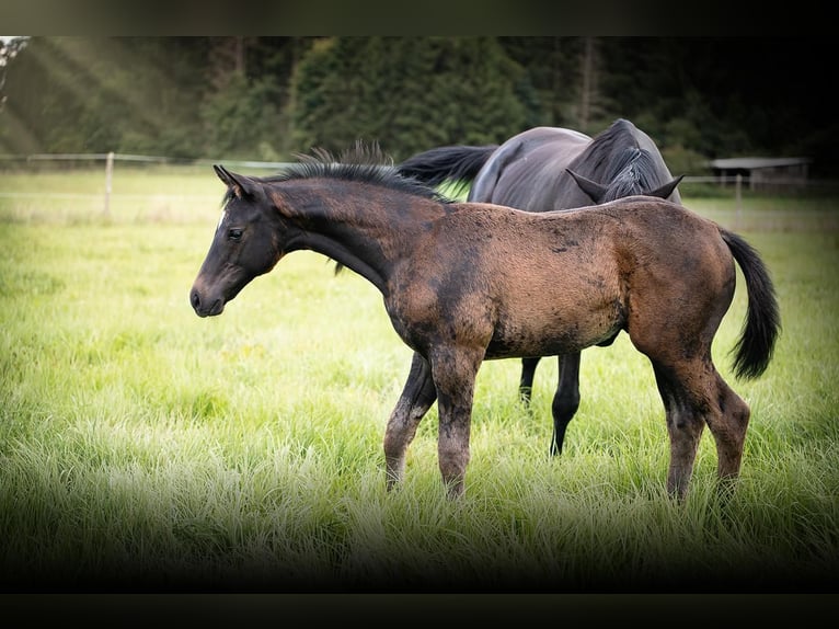 Trakehner Hengst Veulen (05/2025) Zwartbruin in Hohenstein &#xD6;denwaldstetten