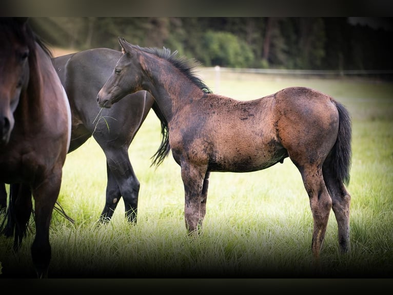 Trakehner Hengst Veulen (05/2025) Zwartbruin in Hohenstein &#xD6;denwaldstetten