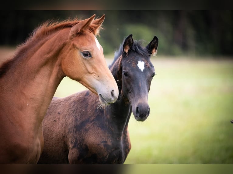 Trakehner Hengst Veulen (05/2025) Zwartbruin in Hohenstein &#xD6;denwaldstetten