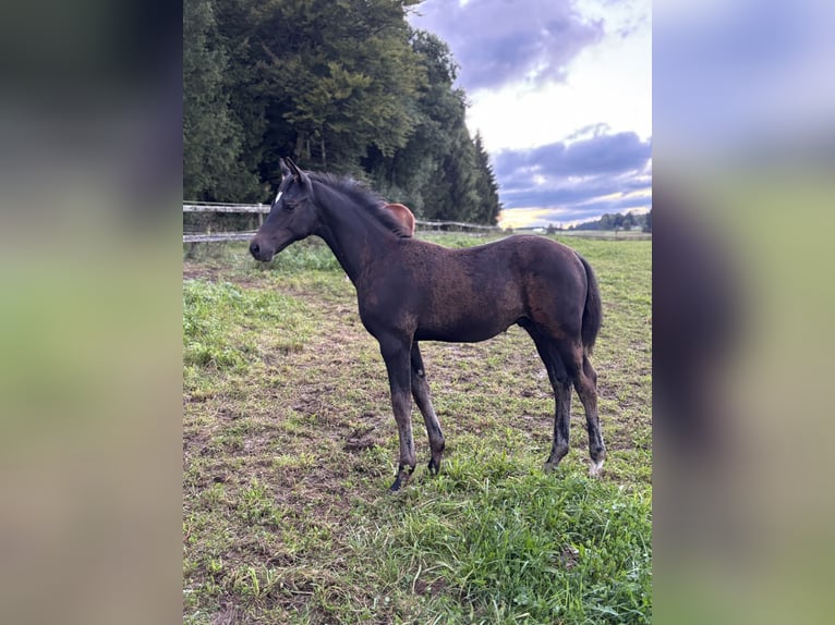 Trakehner Hengst Veulen (05/2025) Zwartbruin in Hohenstein &#xD6;denwaldstetten