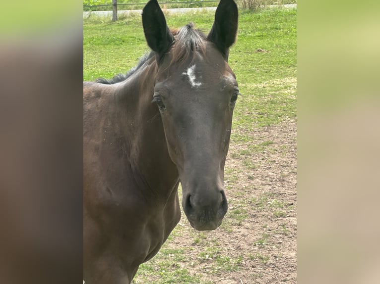 Trakehner Hengst Veulen (04/2026) Zwartbruin in Liebenau