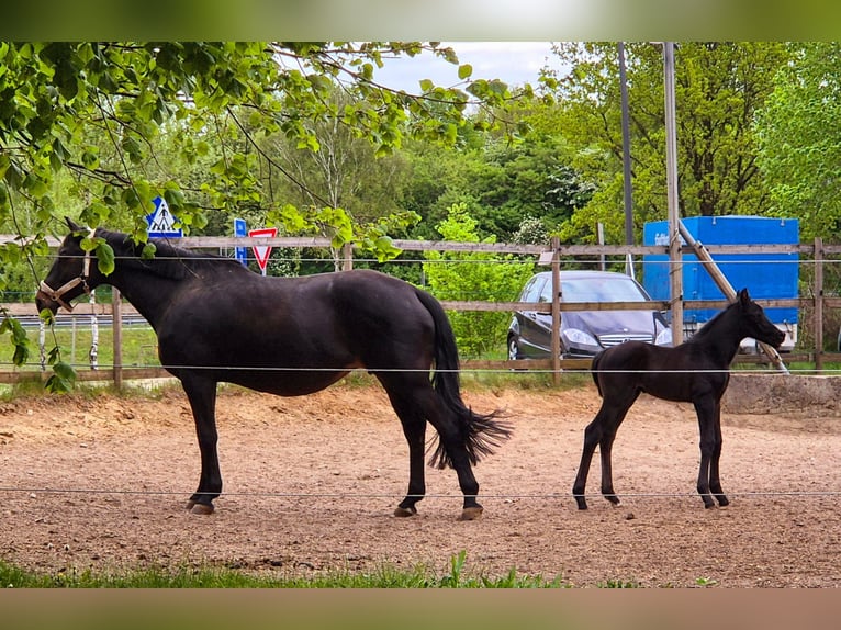 Trakehner Hengst Veulen (04/2026) Zwartbruin in Seevetal