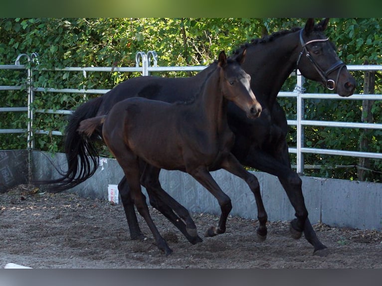 Trakehner Hengst Veulen (05/2025) Zwartbruin in G&#xFC;nzburg