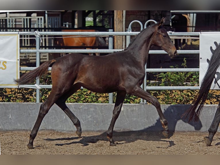 Trakehner Hengst Veulen (05/2025) Zwartbruin in G&#xFC;nzburg