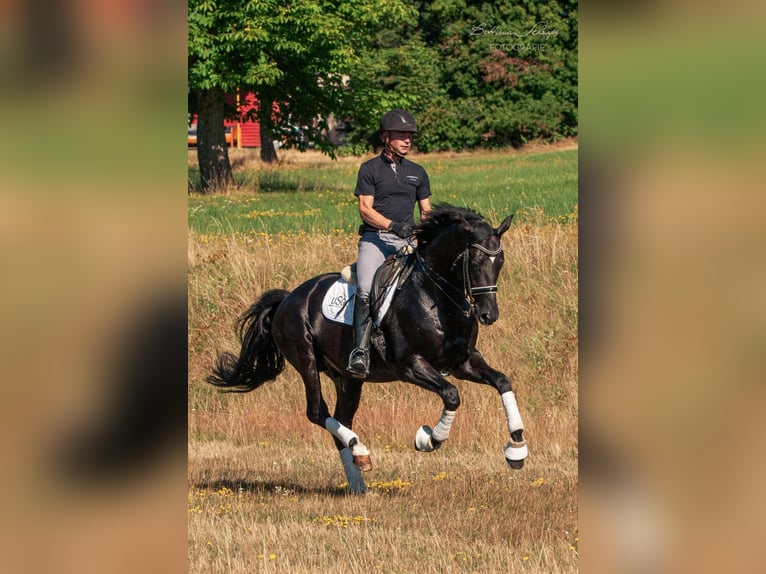 Trakehner Hengst in Herbstein