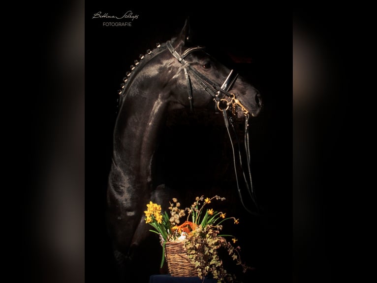 Trakehner Hengst in Herbstein