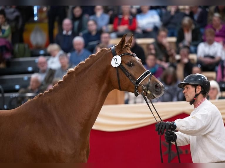 Trakehner Hengst Vos in Bad Oldesloe