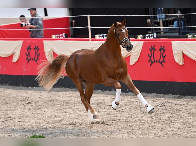 Trakehner Hengst Vos in Bad Oldesloe