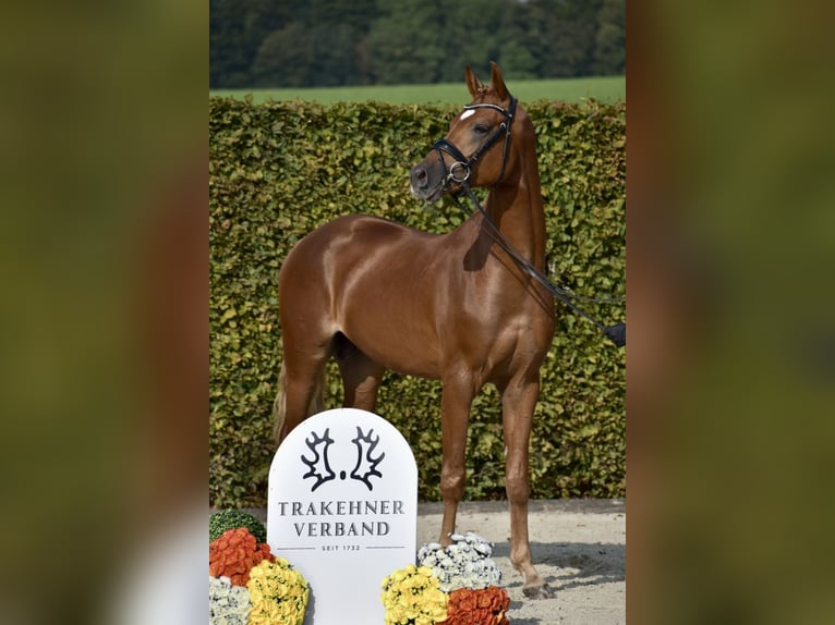 Trakehner Hengst Vos in Bad Oldesloe