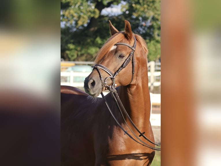 Trakehner Hengst Vos in Bad Oldesloe