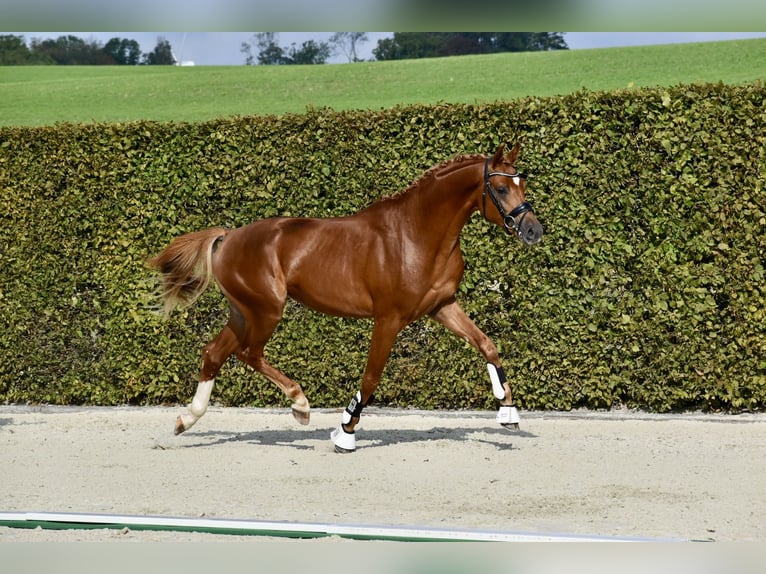 Trakehner Hengst in Bad Oldesloe