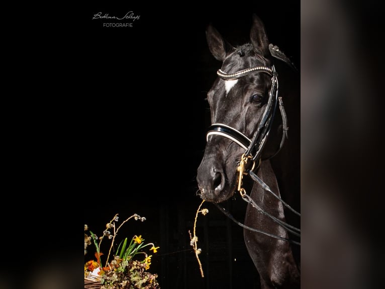 Trakehner Hengst Zwart in Herbstein