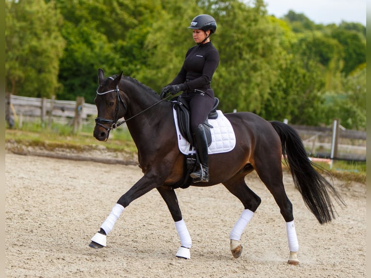 Trakehner Hongre 10 Ans 160 cm Bai brun in Hannover