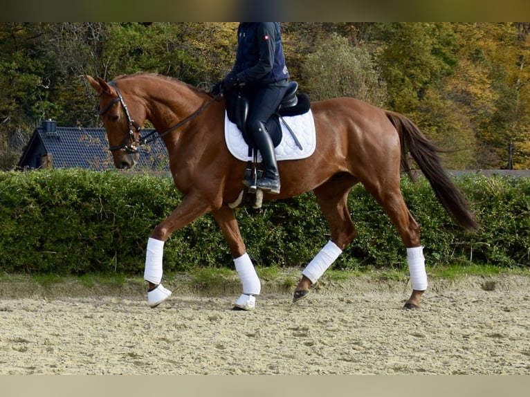 Trakehner Hongre 10 Ans 165 cm Alezan in Heiligenhaus