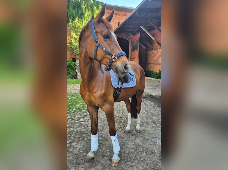 Trakehner Hongre 10 Ans 166 cm Alezan in Wörmlitz