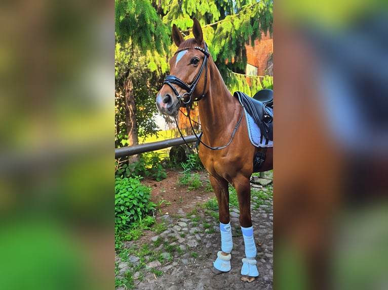 Trakehner Hongre 10 Ans 166 cm Alezan in Wörmlitz