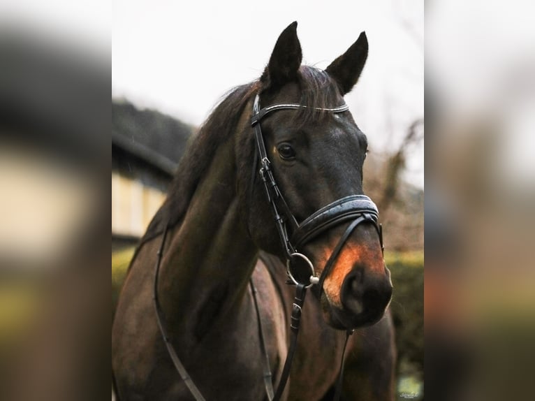 Trakehner Hongre 10 Ans 167 cm Bai brun in Pill