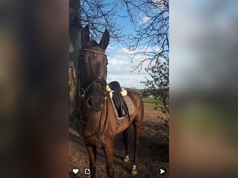 Trakehner Hongre 10 Ans 167 cm Bai brun foncé in Kleve
