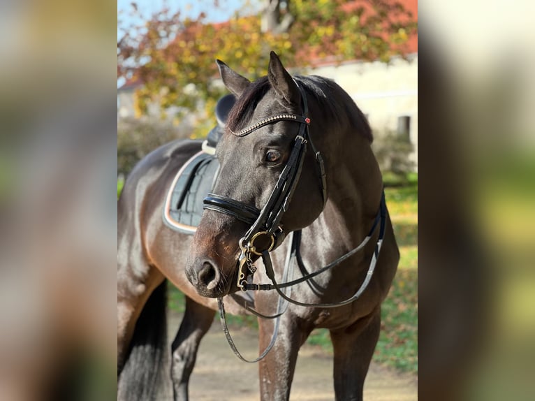 Trakehner Hongre 10 Ans 169 cm Bai brun foncé in Kremmen