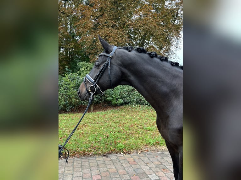Trakehner Hongre 10 Ans 169 cm Bai brun foncé in Kremmen