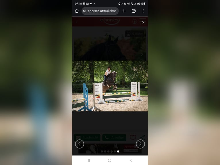 Trakehner Hongre 10 Ans 170 cm Bai brun in Sperenberg