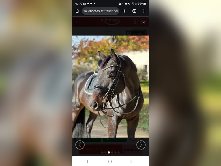 Trakehner Hongre 10 Ans 170 cm Bai brun in Sperenberg