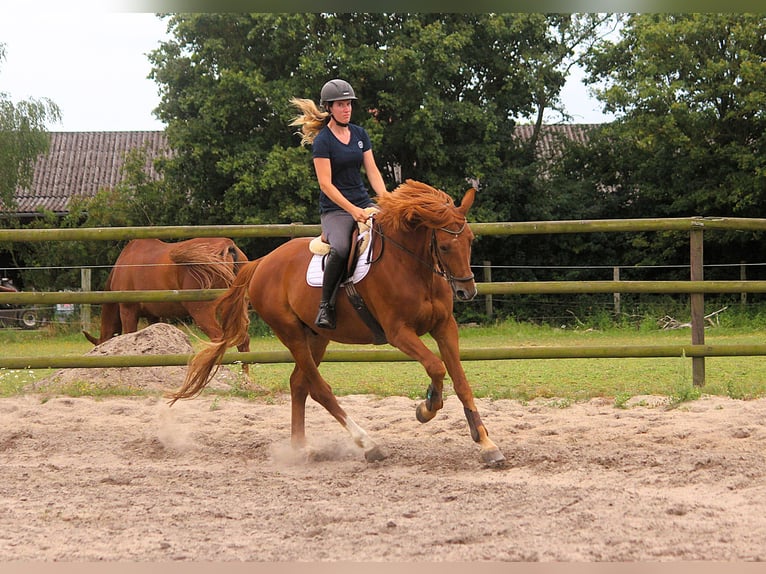 Trakehner Hongre 10 Ans 173 cm Alezan in Langlingen