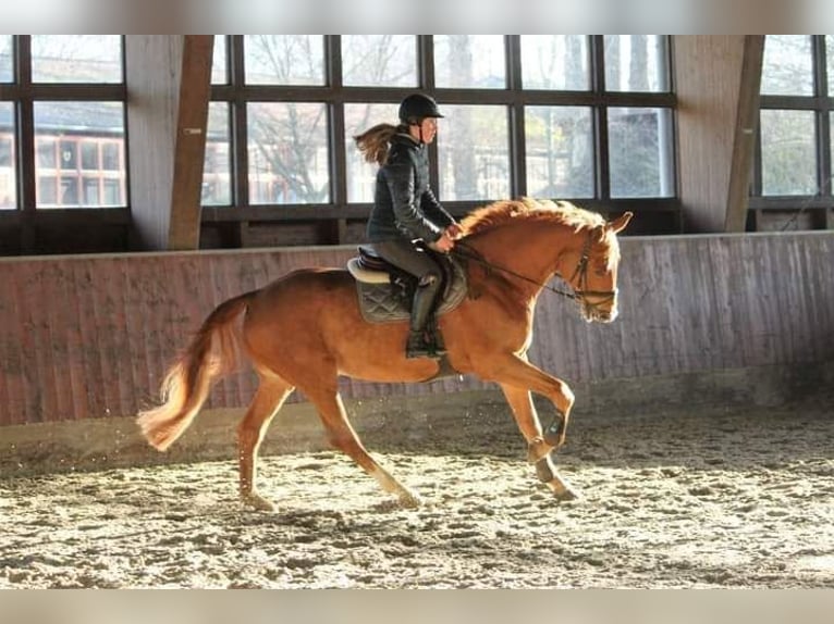 Trakehner Hongre 10 Ans 173 cm Alezan in Langlingen