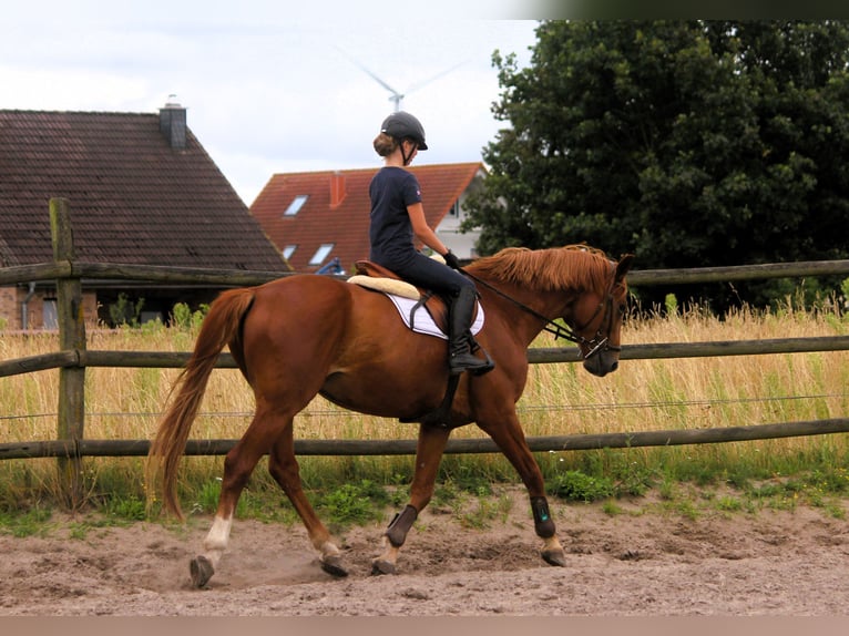 Trakehner Hongre 10 Ans 173 cm Alezan in Langlingen