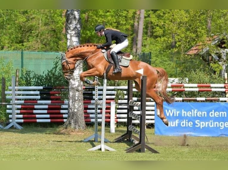 Trakehner Hongre 10 Ans 173 cm Alezan in Langlingen