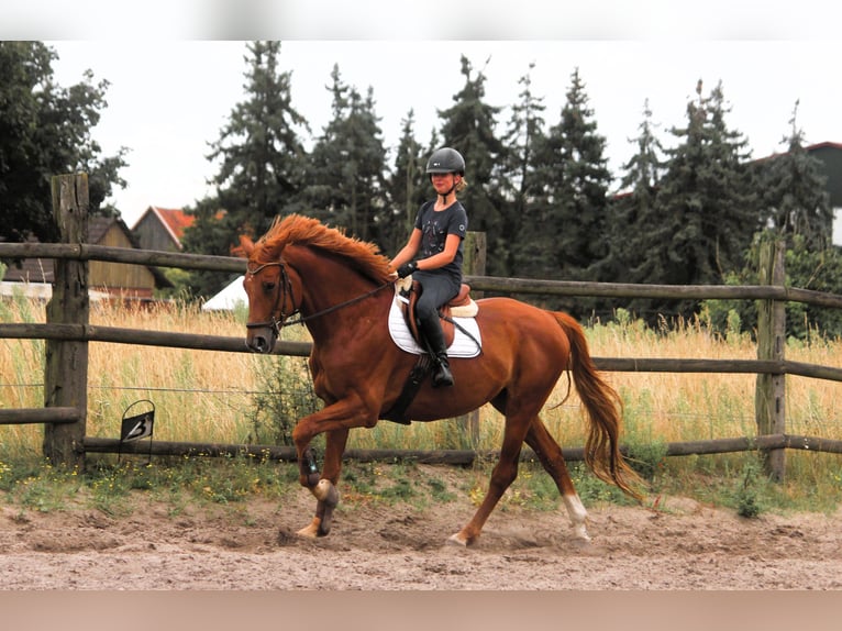 Trakehner Hongre 10 Ans 173 cm Alezan in Langlingen