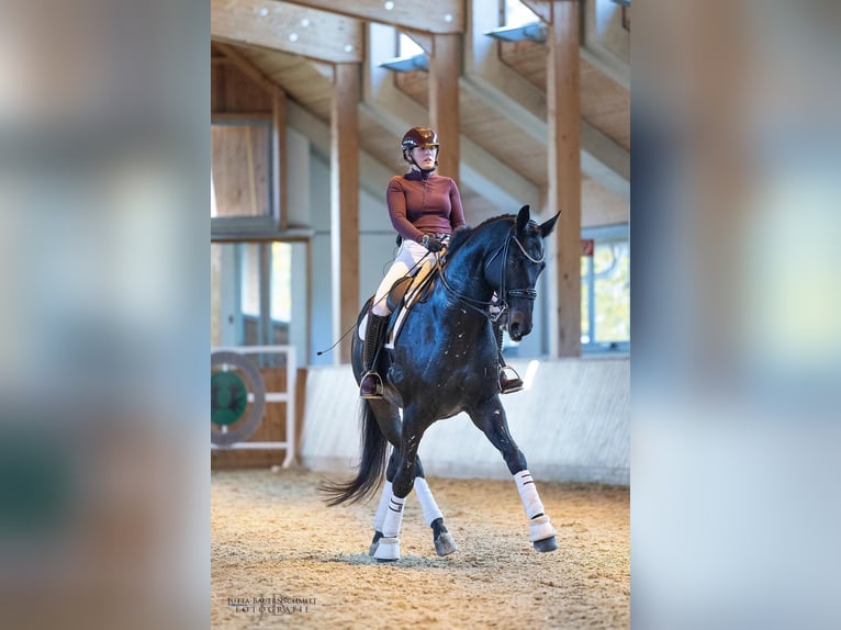 Trakehner Hongre 10 Ans 175 cm Bai brun in Oisnitz